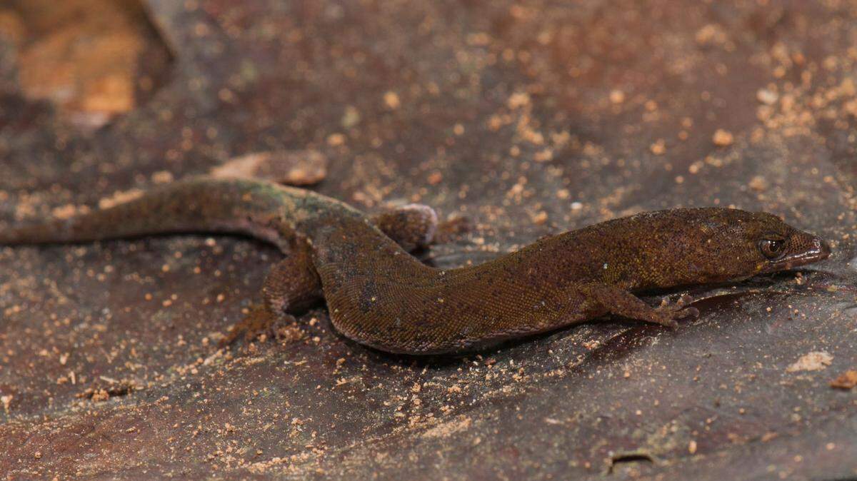 A new species of tiny lizard, called Pseudogonatodes fuscofortunatus, was discovered in Venezuela.