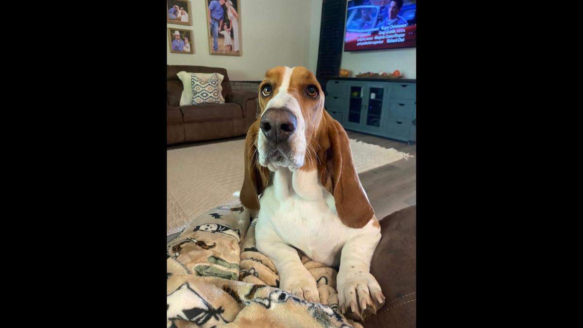 A North Texas family is seeking justice and offering a $5,000 reward after their dog was shot and killed in a fenced backyard last month.
