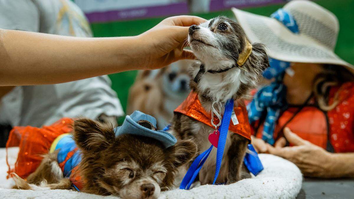A photo from a previous Meet the Breeds event in San Diego, California.