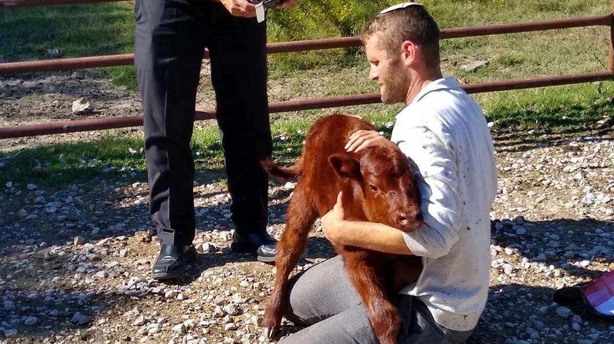 Byron Stinson of Glen Rose sent five red heifers from Texas to Israel for a ceremony depicted in the Bible.