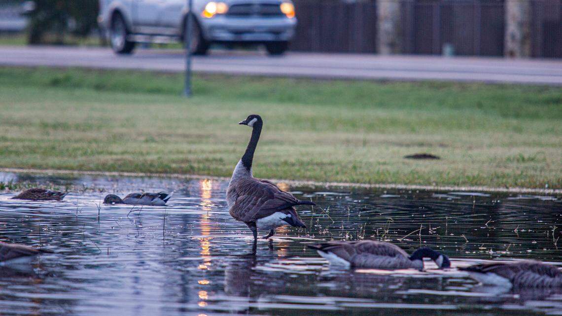 Rain will increase intensity by midday Thursday and a few rumbles of thunder may be heard. The rain will move out of the region on Friday. 