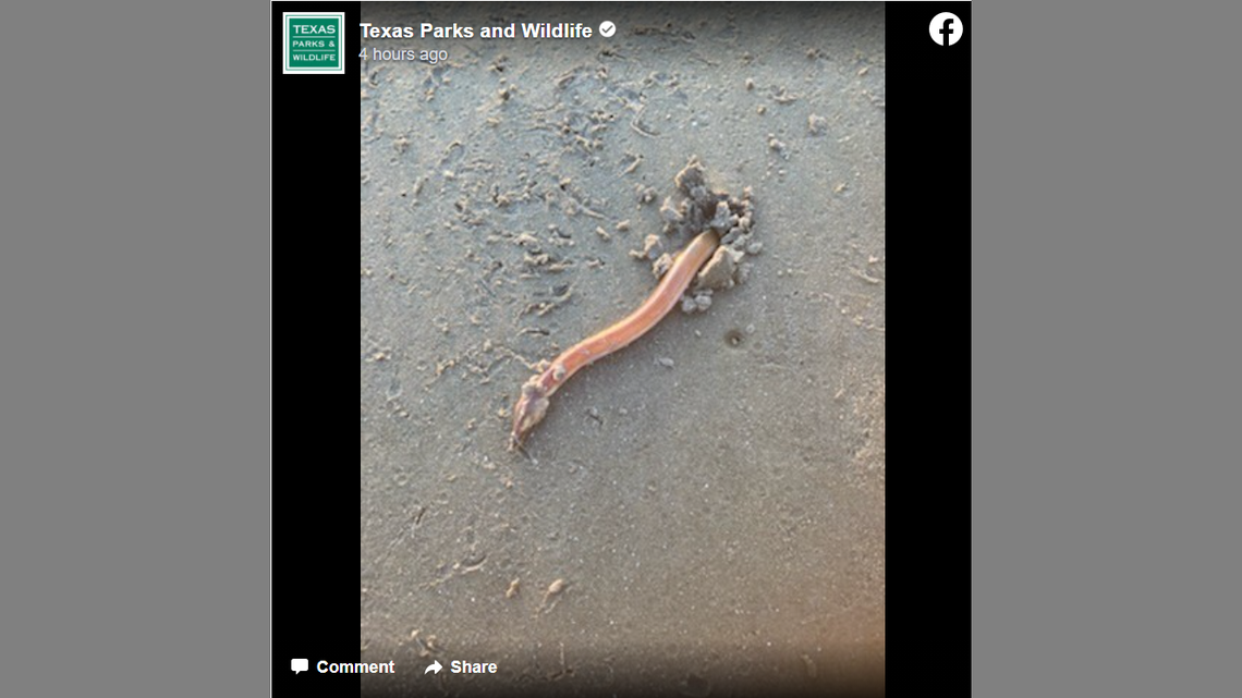 A photo shared by Texas Parks and Wildlife Department shows a shrimp eel partially exposed from its burrow on a Galveston beach.