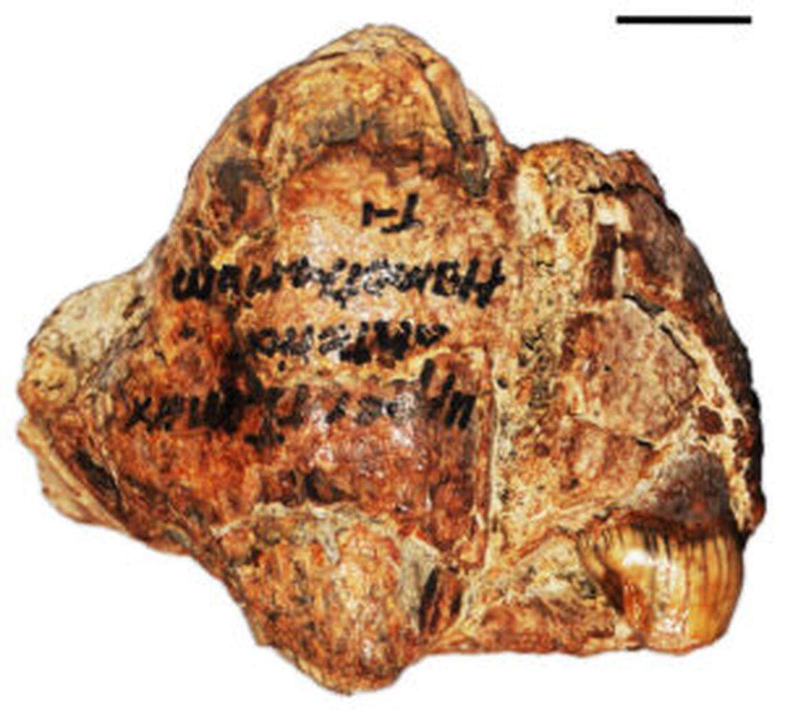 In the fossil specimen that is the subject of this research paper, two teeth are visible breaking out at the bottom: an incisor, and the tip of a partially-erupted canine. The scale bar at the top right of the image is 1 centimeter.