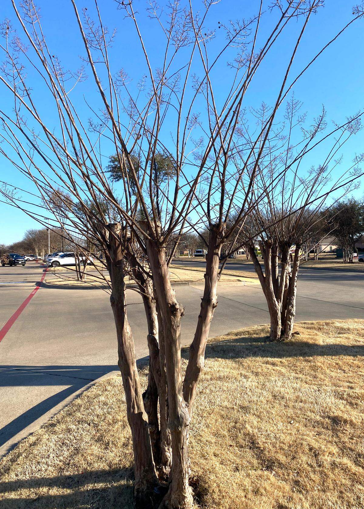 Crape myrtles should never be topped. It ruins the plants’ natural growth forms forever, plus it delays the date of first bloom and reduces total amount of flower production.