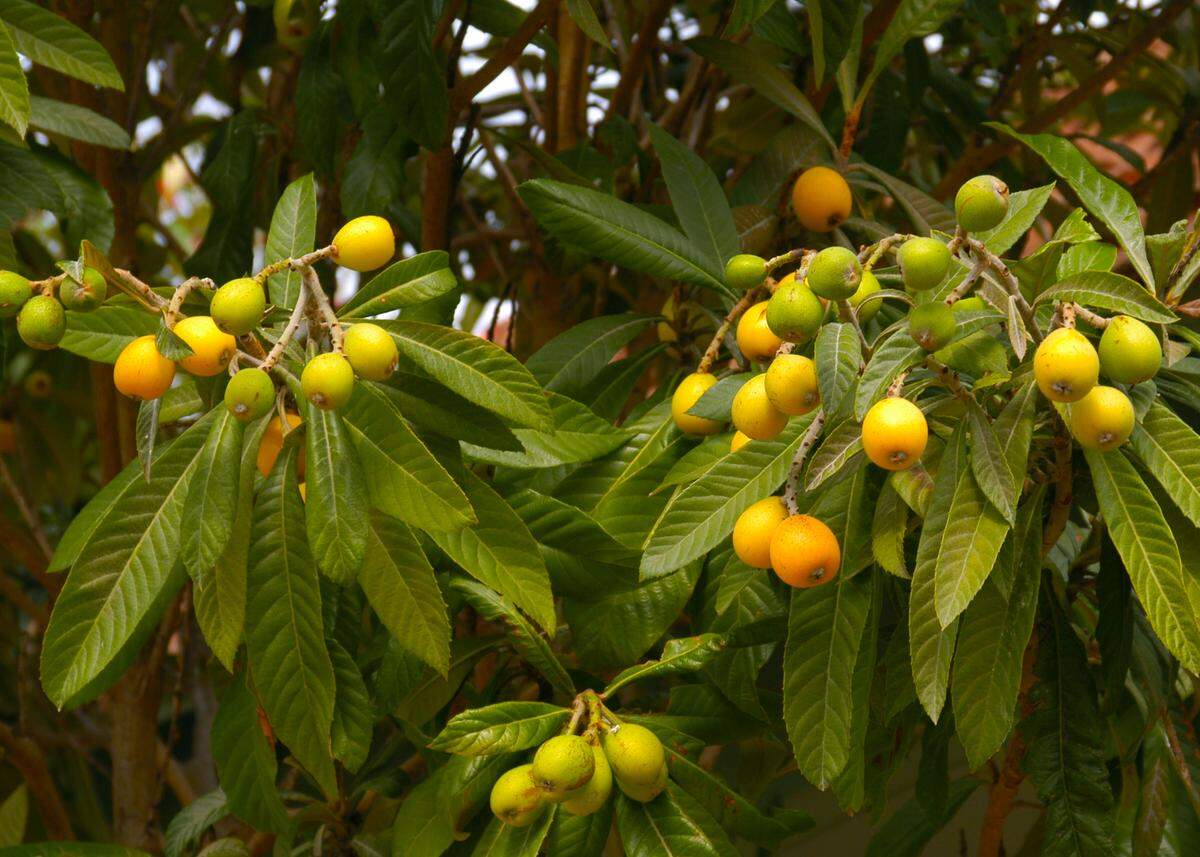 Loquats bloom in fall, bear fruit over winter, but it usually is frozen.