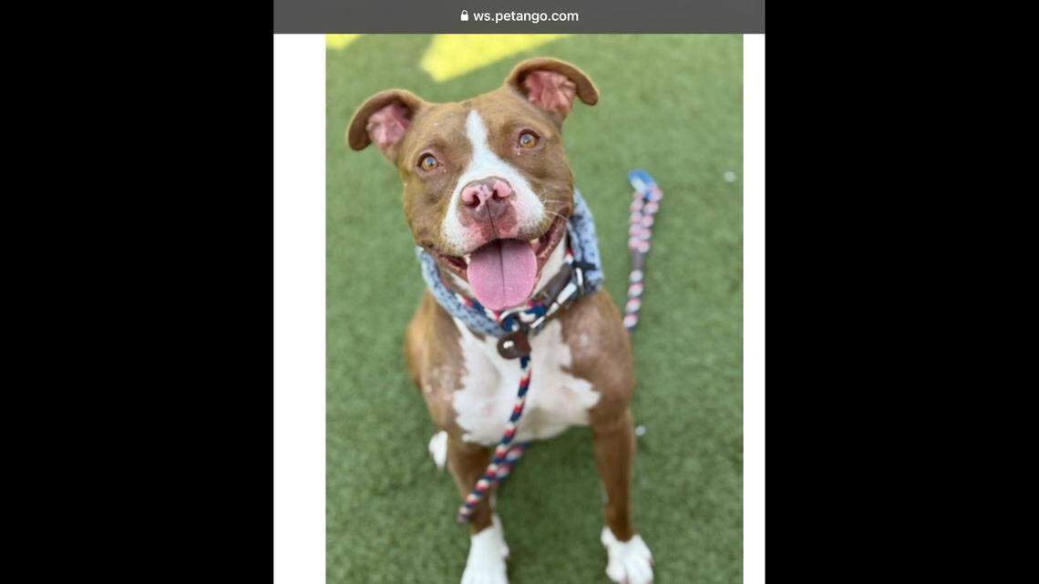 Ashton is a kind hearted, sweet dog who just wants to be near people.