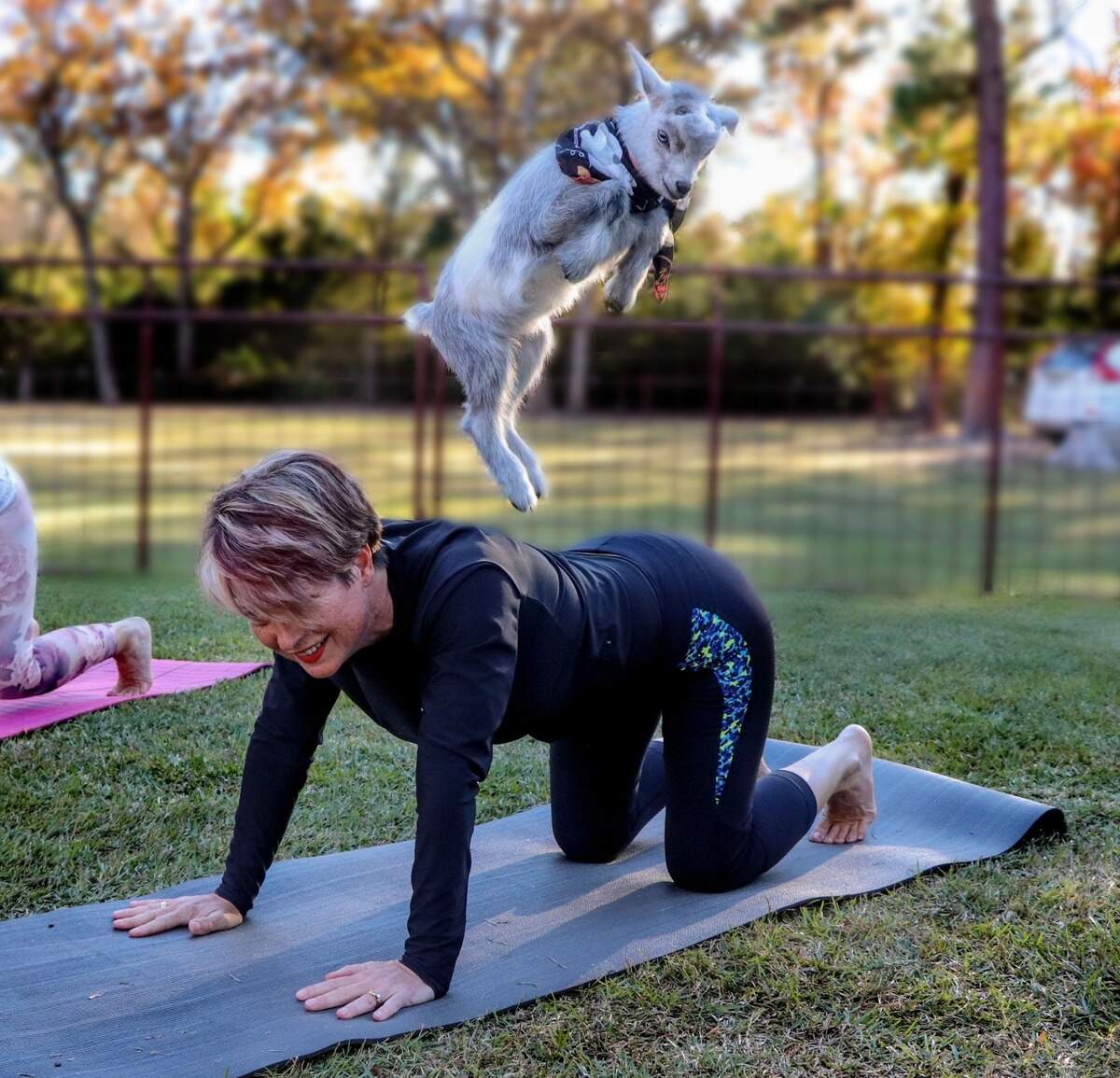 Oh My Goat yoga in Palestine
