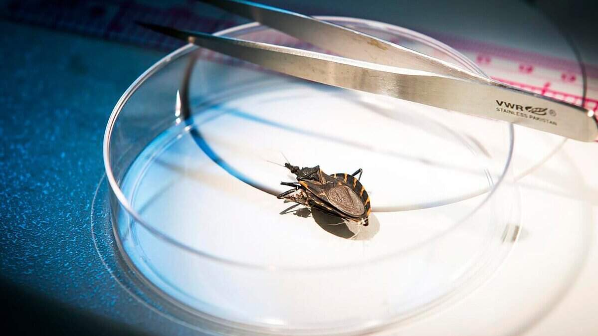 Kissing bugs feed at night, homing in on sleeping hosts.