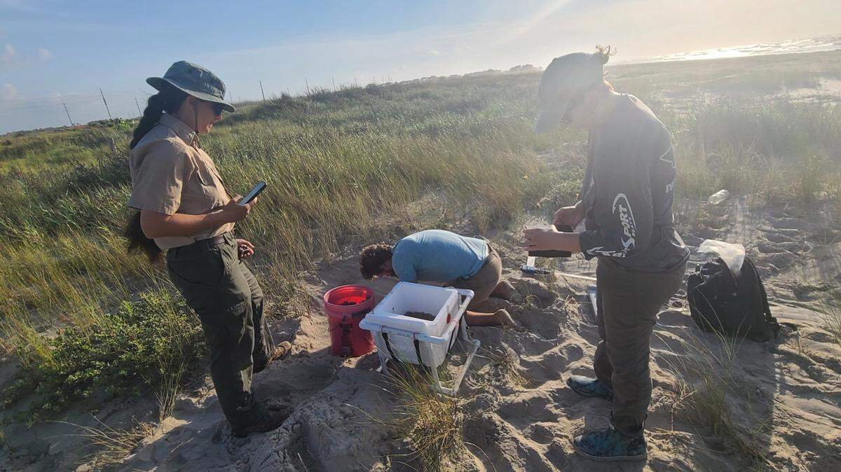 A Kemp’s Ridley sea turtle nest was found at Galveston Island State Park for the first time since 2012, officials said.