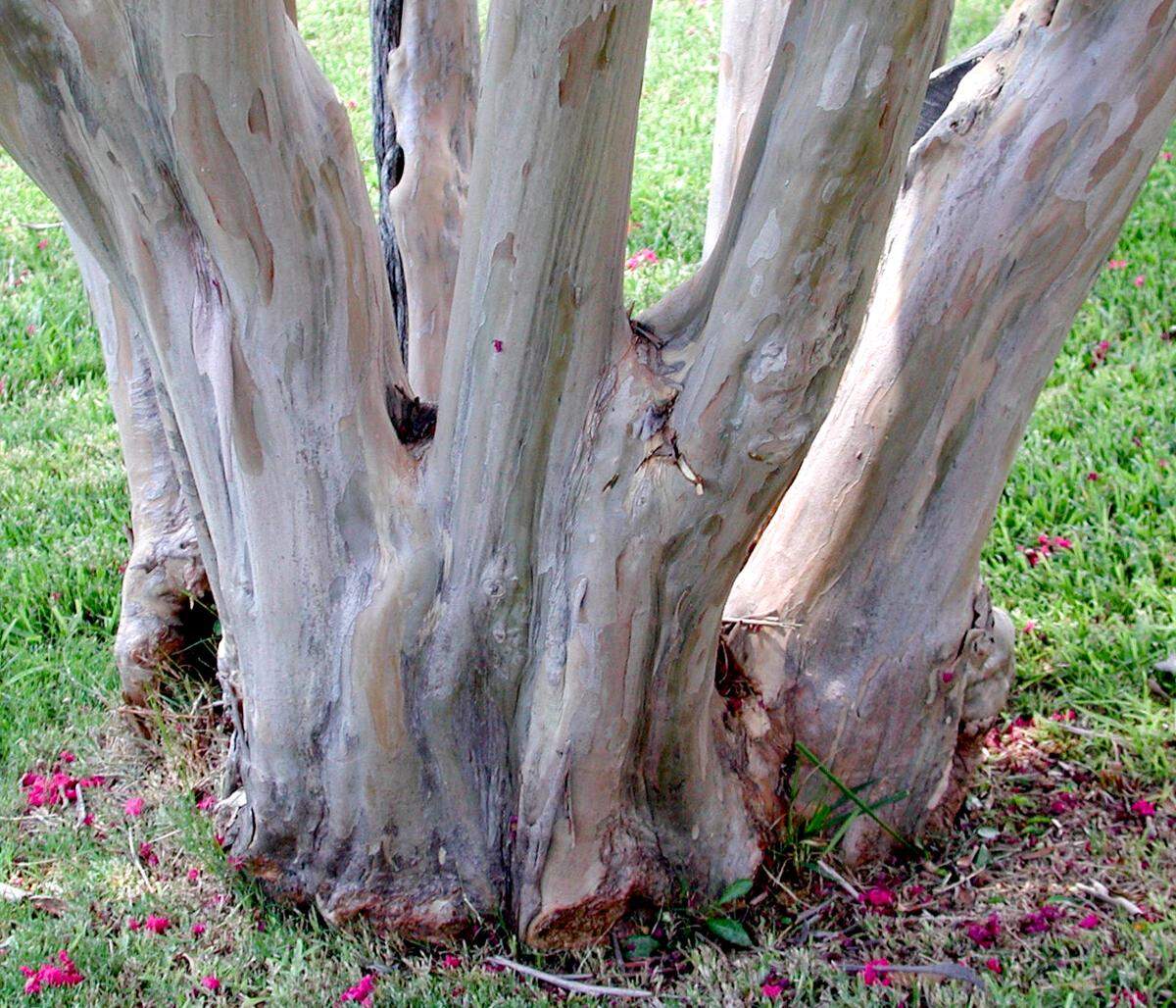 A line trimmer has caused severe damage to a crape myrtle at the ground line.