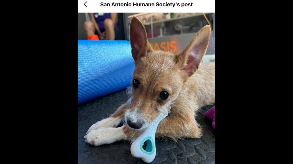 The sweet Bandera chewing on a toy.