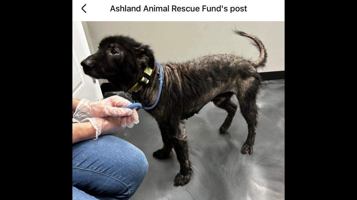 Lionel has many ailments, it was discovered, but is now safe and healing.