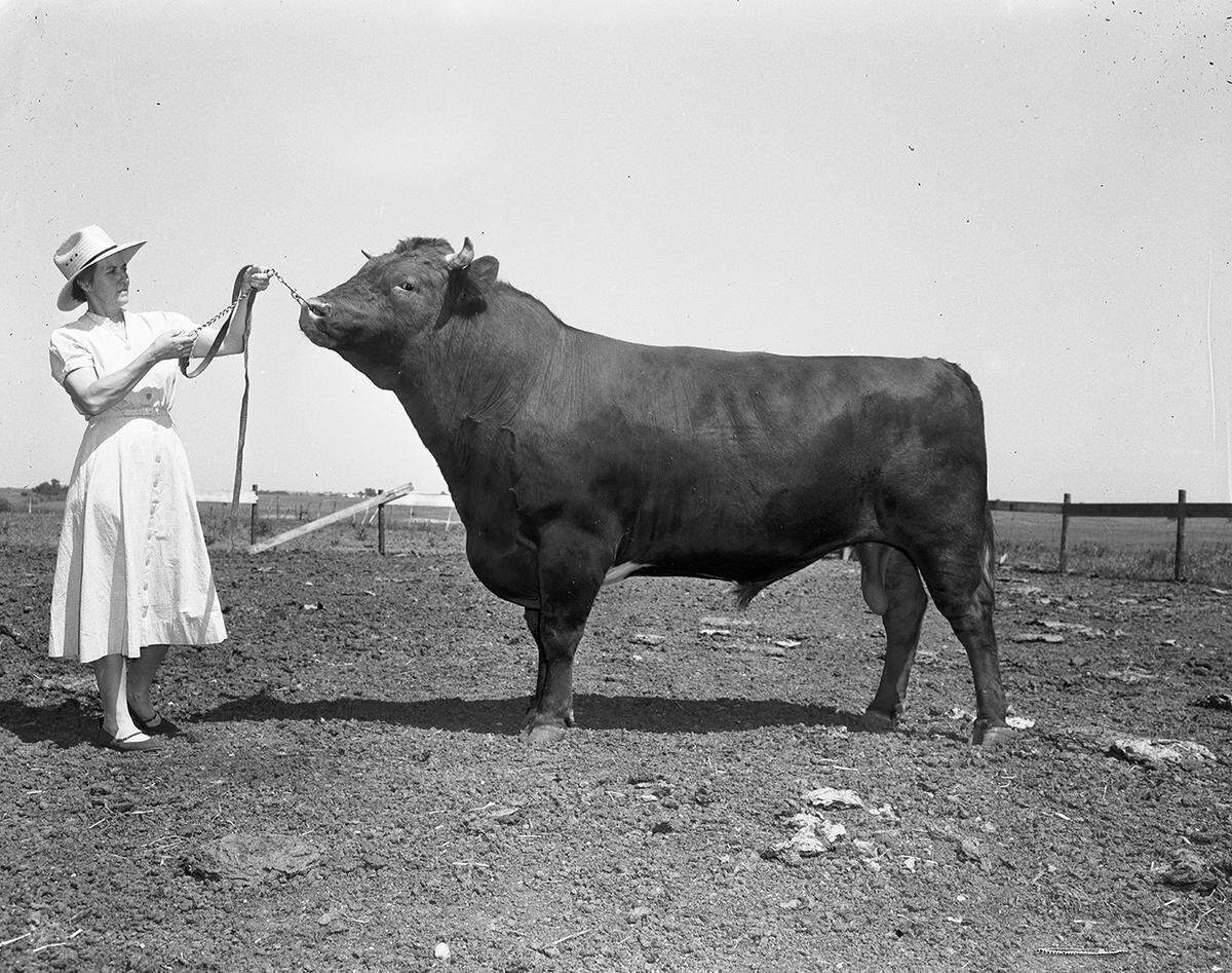 May 12, 1952: Mrs. Ruth Hahn is very proud of her 2,000-pound Milking Shorthorn bull, Ma’s Fearless, which she uses on her farm near Grapevine.