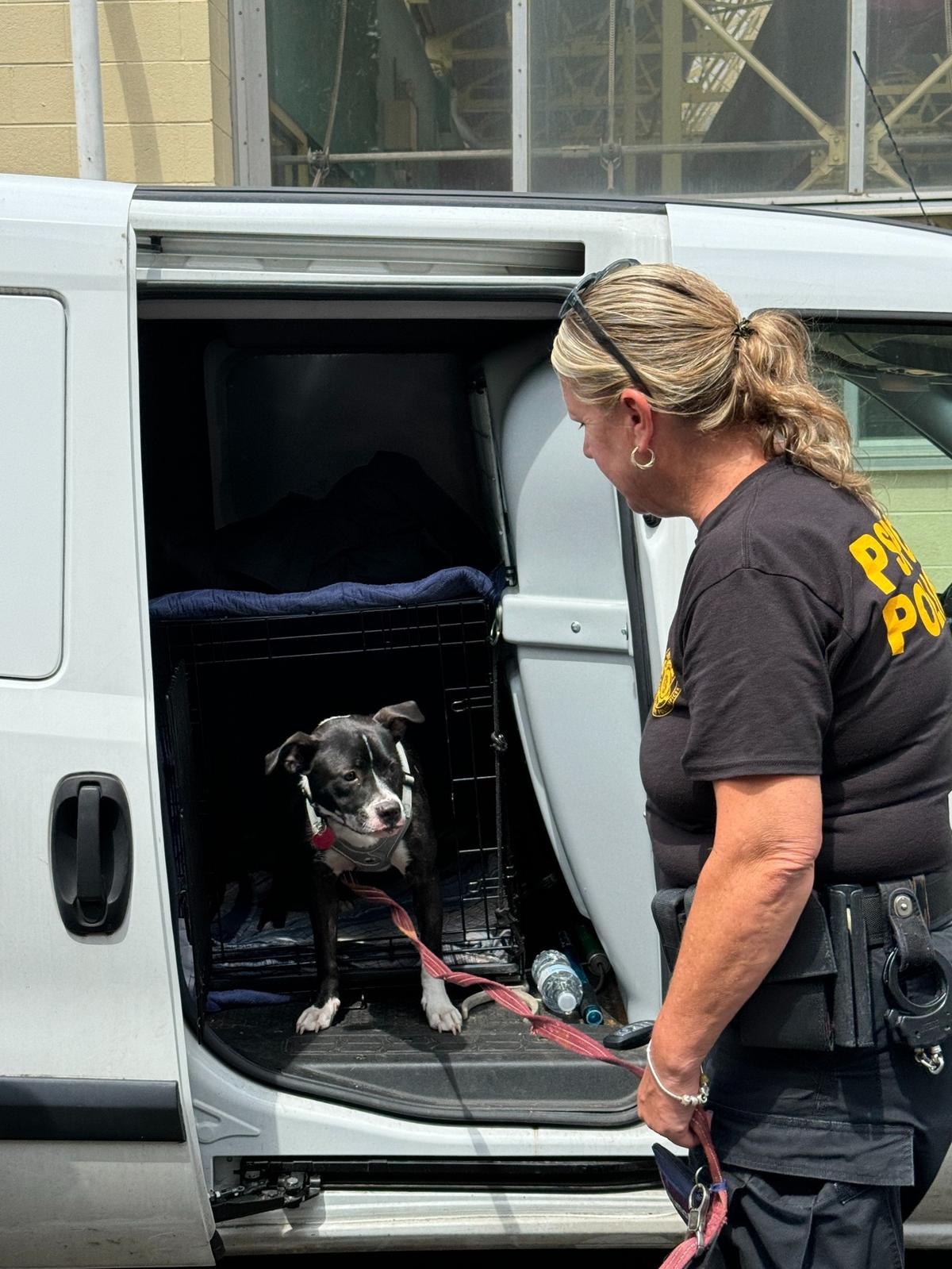 Daisy in the van.