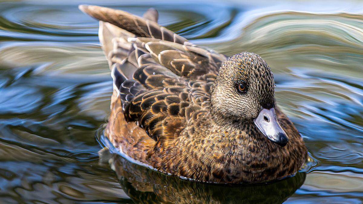 An American Wigeon at the Trinity Park Duck Pond.