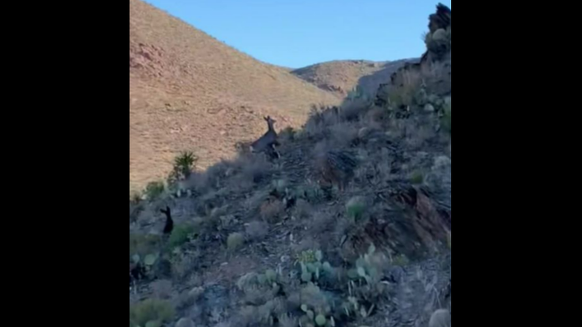 Biologists saw and recorded video of a rare animal in the West Texas desert, according to the state Department of Parks and Wildlife. The “one-in-a-million” beast can be seen toward the bottom left.