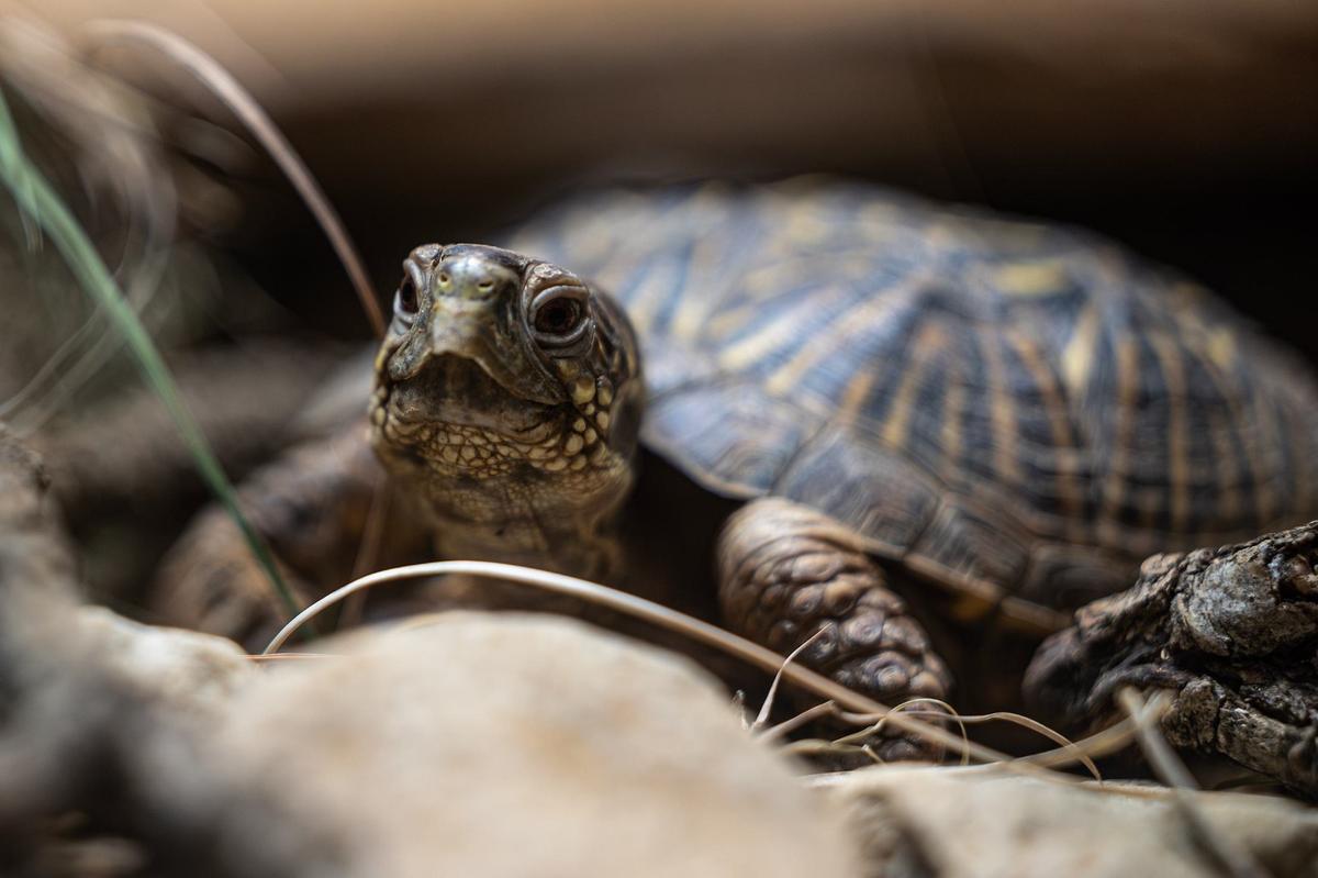 An Ornate Box Turtle on display in the new reimagined Mountains & Desert exhibit in the Fort Worth Zoo on Thursday.