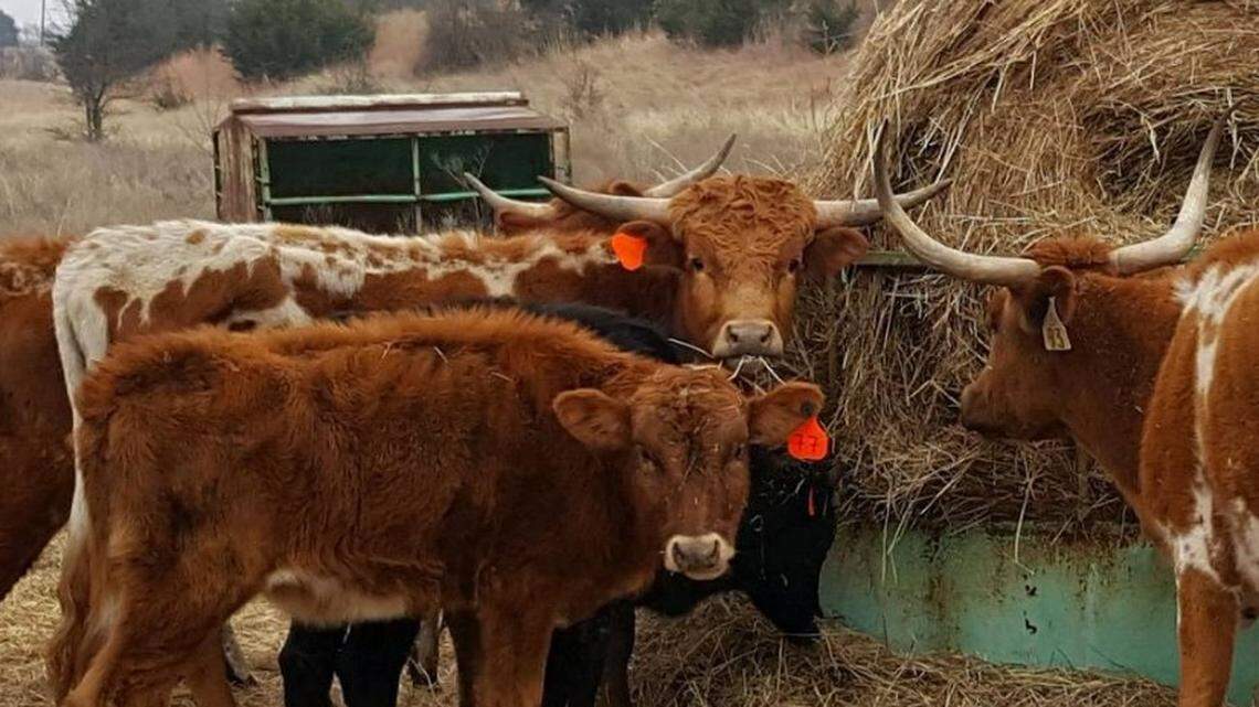 Authorities are expected to file an animal cruelty charge against the owner of more than 300 malnourished cattle mostly longhorns seized earlier this month in Hill County.