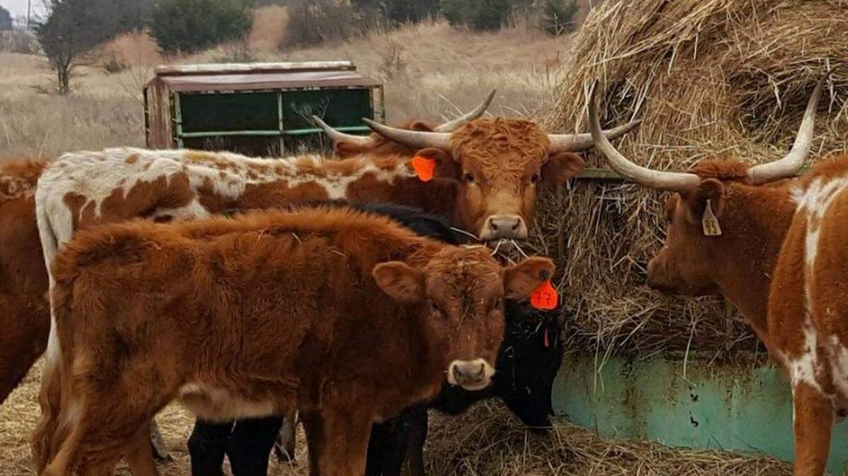 Authorities are expected to file an animal cruelty charge against the owner of more than 300 malnourished cattle mostly longhorns seized earlier this month in Hill County.