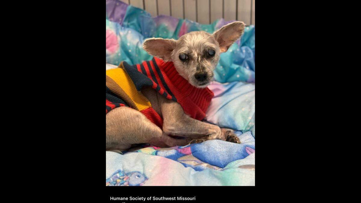 Sassy keeping warm in her sweater.