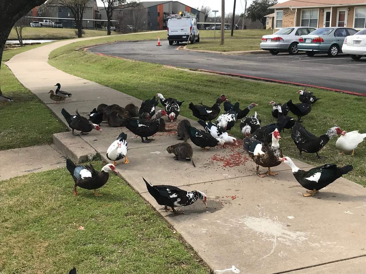 A group of ducks and nutria eat near Krauss Baker Park in Fort Worth. An urban biologist warned people not to feed the nutria.