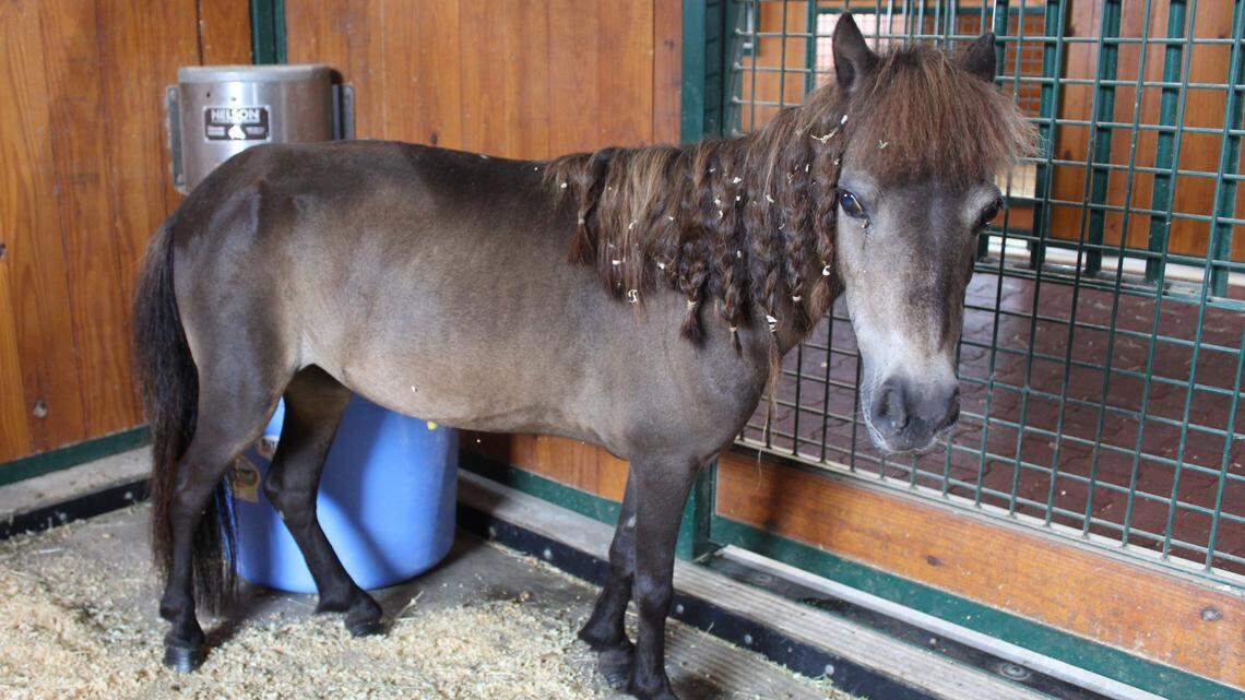 Olive now has her once-matted mane braided.