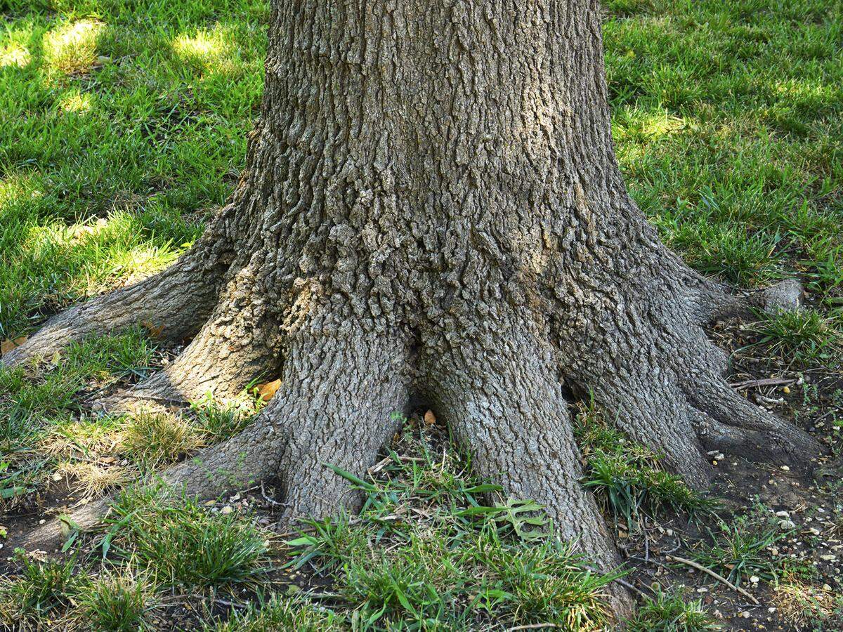 Normal root growth of a Shumard red oak - no erosion here.