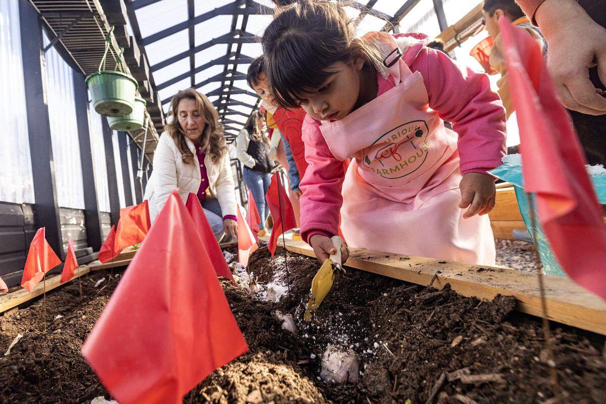Camila Oberon, 2, plants garlic during class at the Curious Farm House in Godley on Wednesday, Dec. 10, 2025. The Curious Farmhouse is a nature-based, bilingual space where children learn farming, nutrition and hands-on skills through gardening.