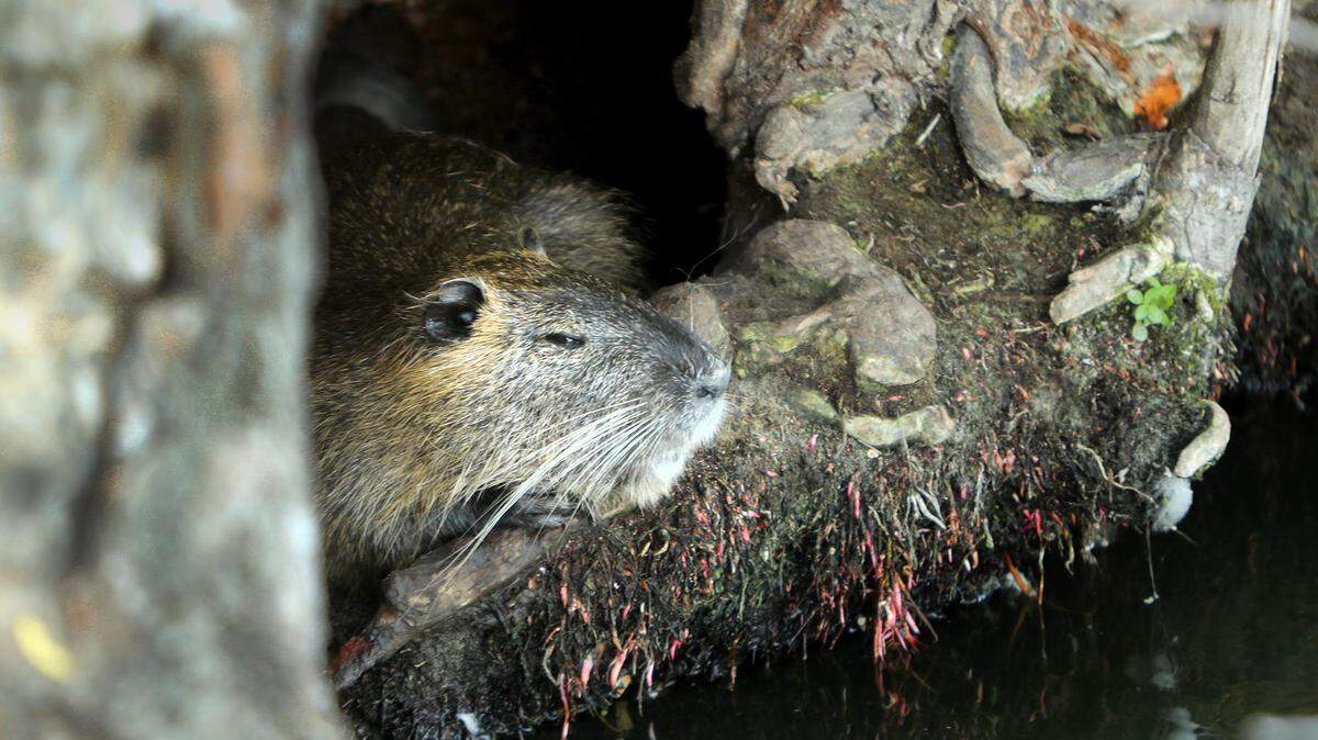 A colony of nutria rest near one of the ponds at Krauss Baker Park in Fort Worth on Friday, August 7, 2020.