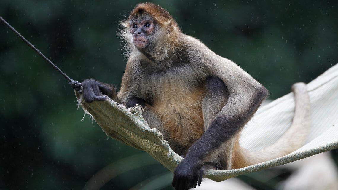 File photo of a black handed spider monkey. This is not the spider monkey that was smuggled into the U.S.