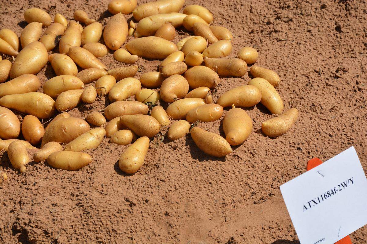 Elongated fingerling potatoes grown in the Texas A&M AgriLife potato field trials near Springlake.