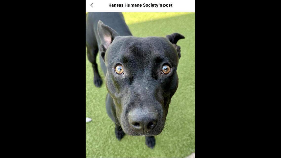 Deadpool is one curious pup.