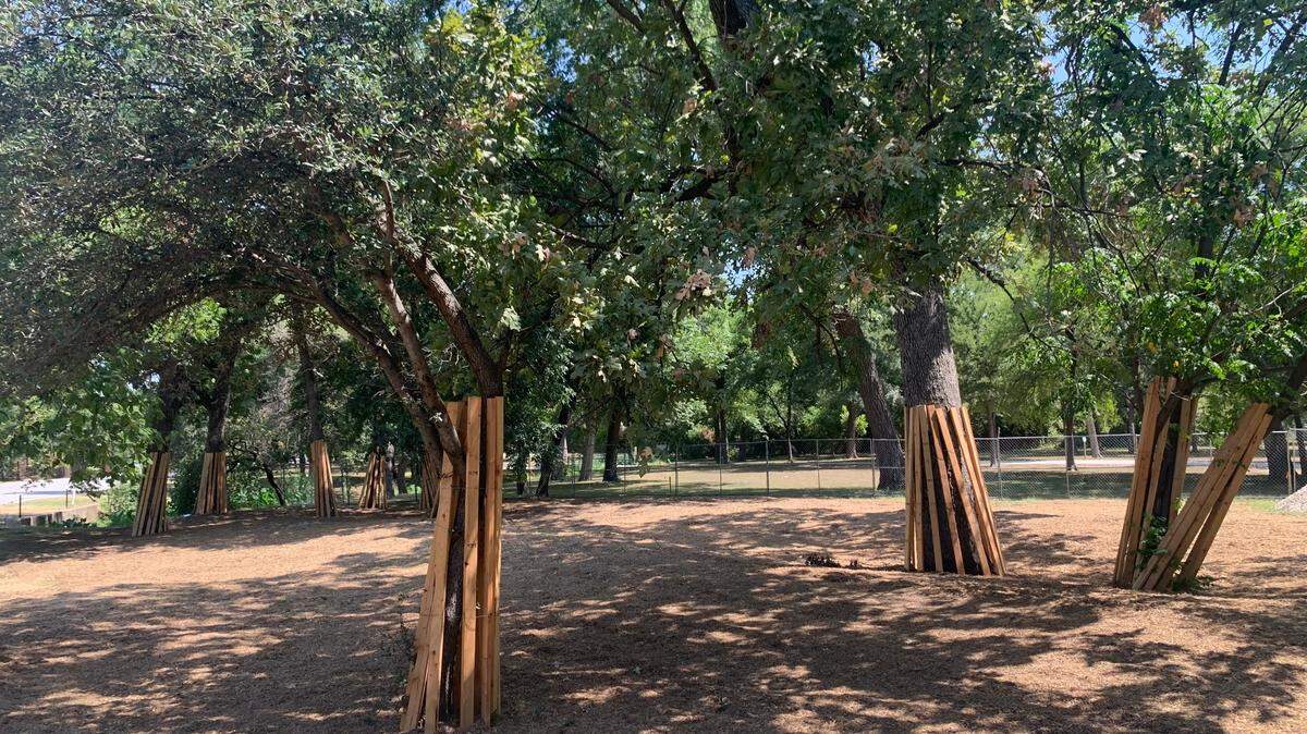 Multiple trees in Trinity Park along University Drive have wood planks along the trunks.