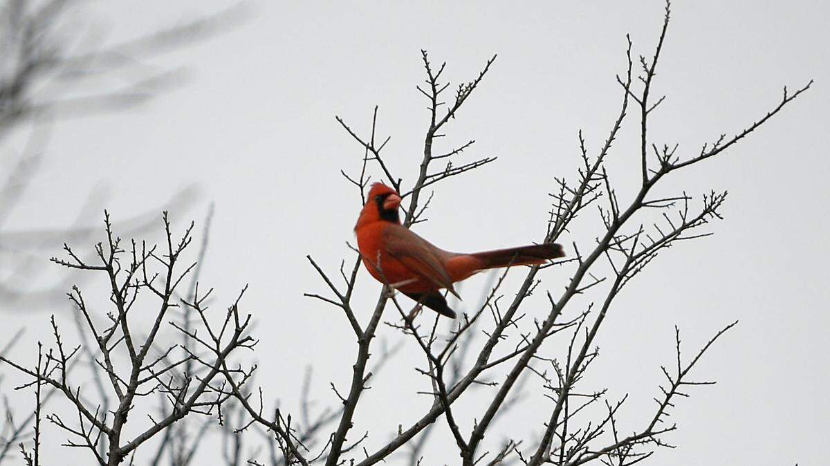 There is an abundance of nature at Cedar Hill State Park in Cedar Hill, TX, Wednesday, Feb. 6, 2019. 