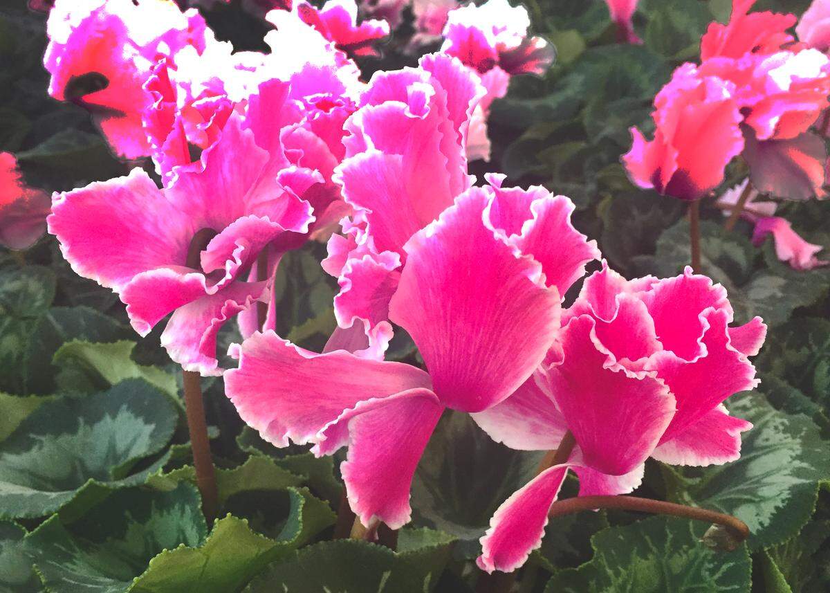 Ruffled 2-tone pink cyclamen.