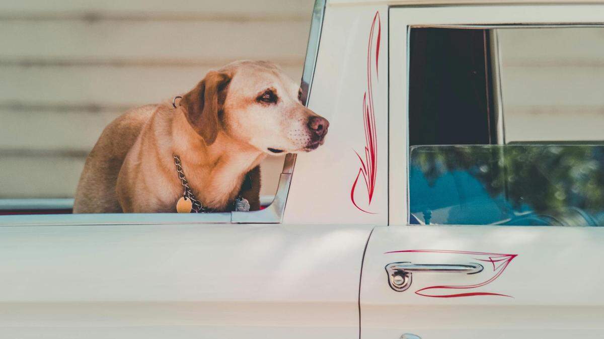 Seeing a dog ride around in the bed of a pickup truck may seem like a Texas thing to do, but is it actually legal?