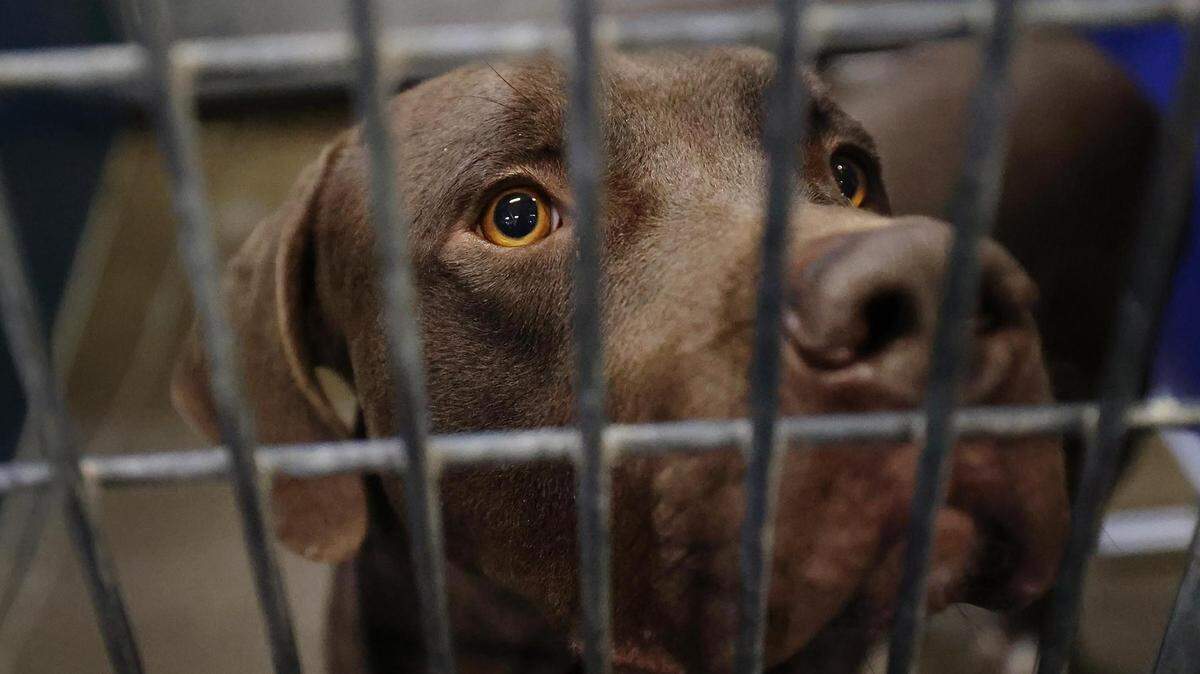 A dog available for adoption looks out from his kennel at the Chuck Silcox Animal Care & Control Center on Oct. 25, 2023, in Fort Worth.