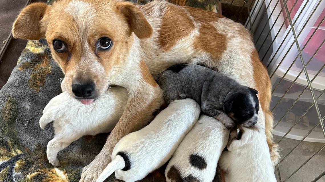 Sweet Pumpkin and her babies.
