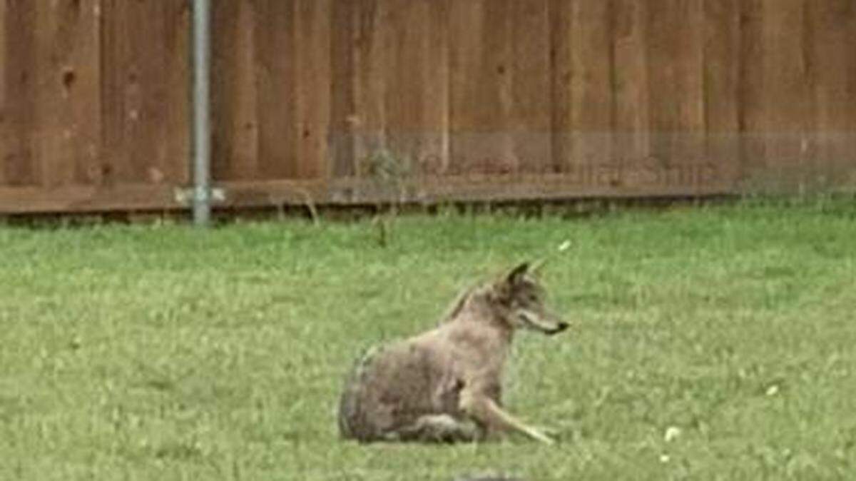 “A Coyote was in my yard yesterday it ran (past) me about 3 feet away and this morning it was in my backyard,” read a post on Nextdoor.