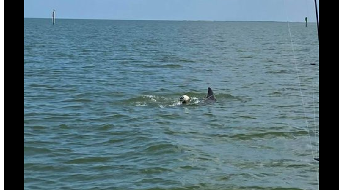 The Texas Marine Mammal Stranding Network, a nonprofit sealife rescue group, is asking the public to keep an eye out for a dolphin entangled by a crab trap that they are trying to find and rescue.