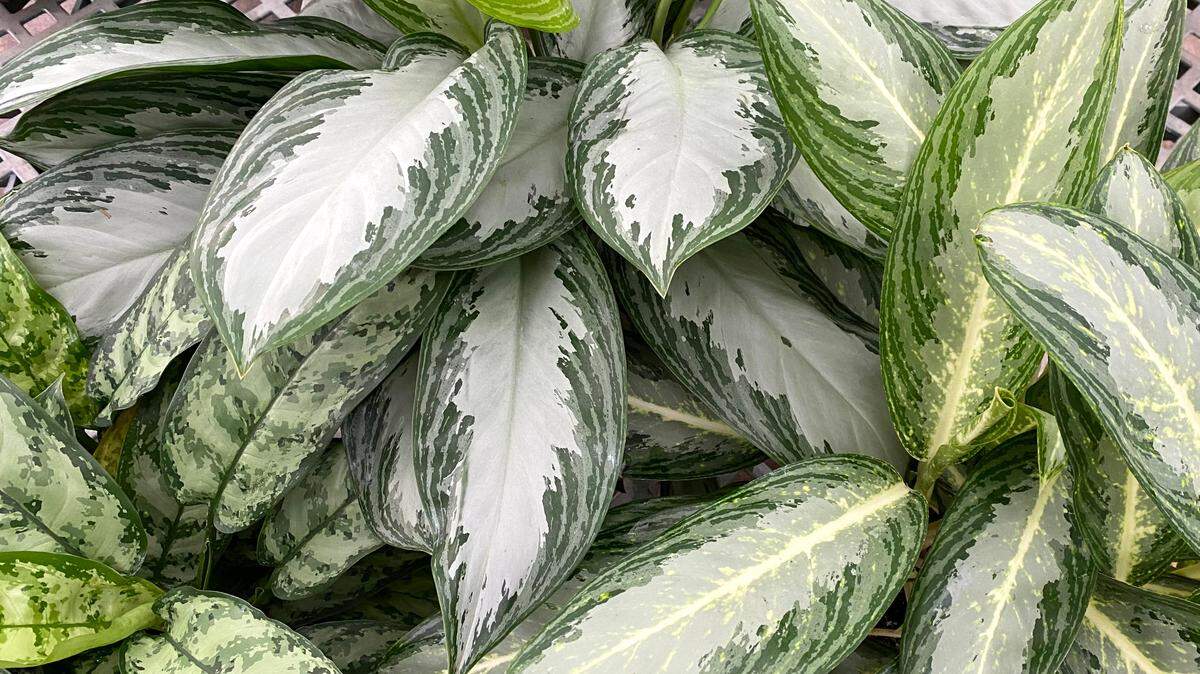 In the winter, fertilize houseplants such as Aglaonemas about once a month indoors with diluted high-nitrogen, water-soluble plant food.
