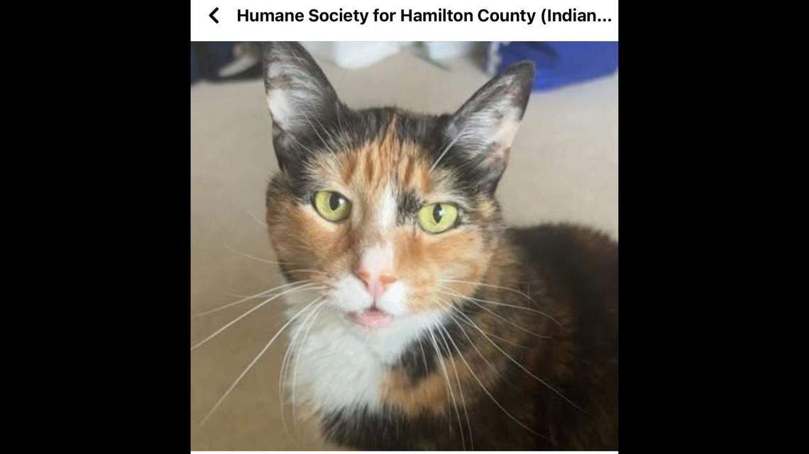 Sweet Bentley needs time to adjust.