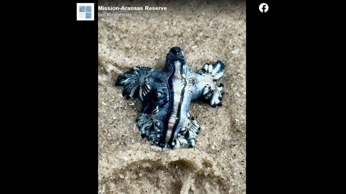 ‘Blue dragons,’ like the one pictured, have been showing up on beaches along the Texas Gulf Coast in recent days. It’s important to look but not touch, experts say.