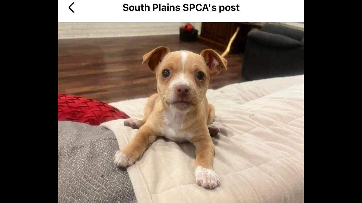 Brownie is ready for a home all her own.