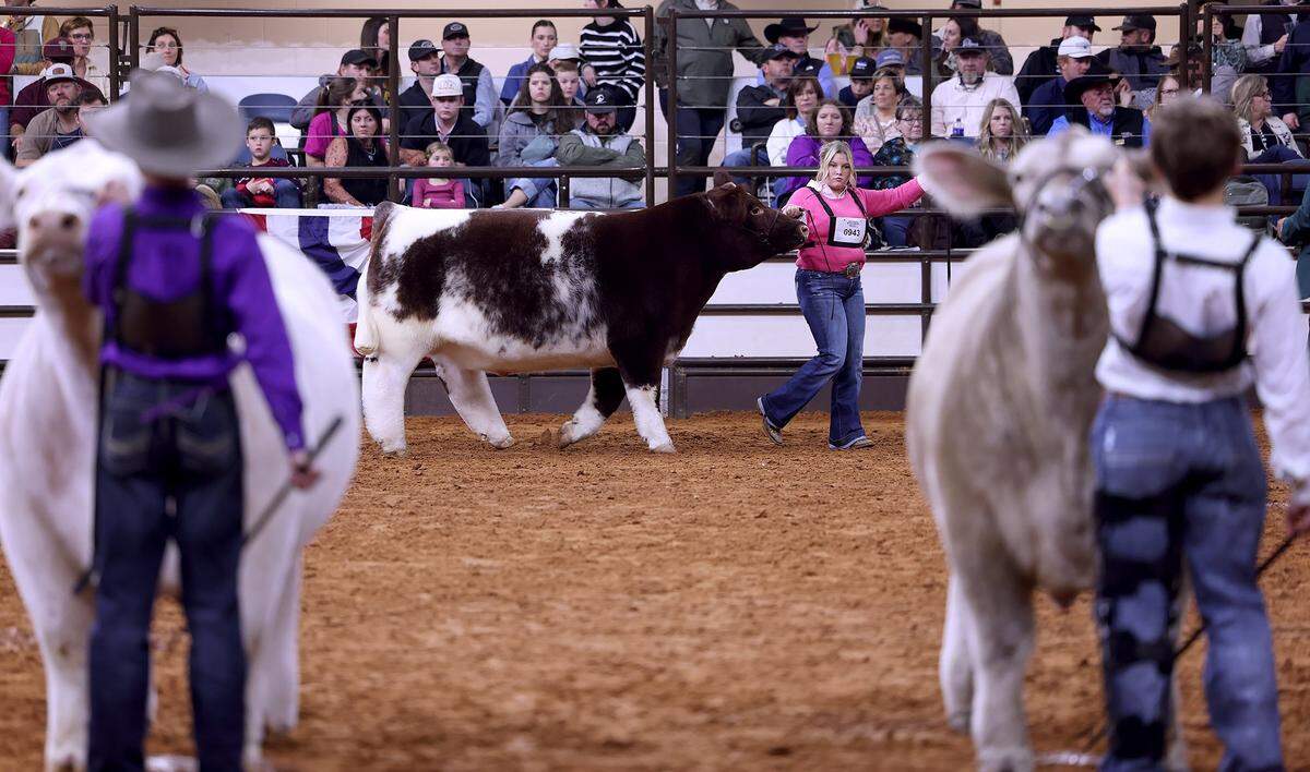 Brindley Boston leads her steer Shawty into the arena for the 026 Junior Steer Show Grand Champion judging at the Fort Worth Stock Show & Rodeo on Friday, Feb. 6, 2026.