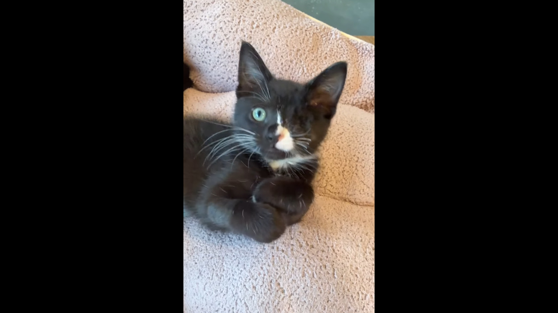 Little Edith following her surgery.