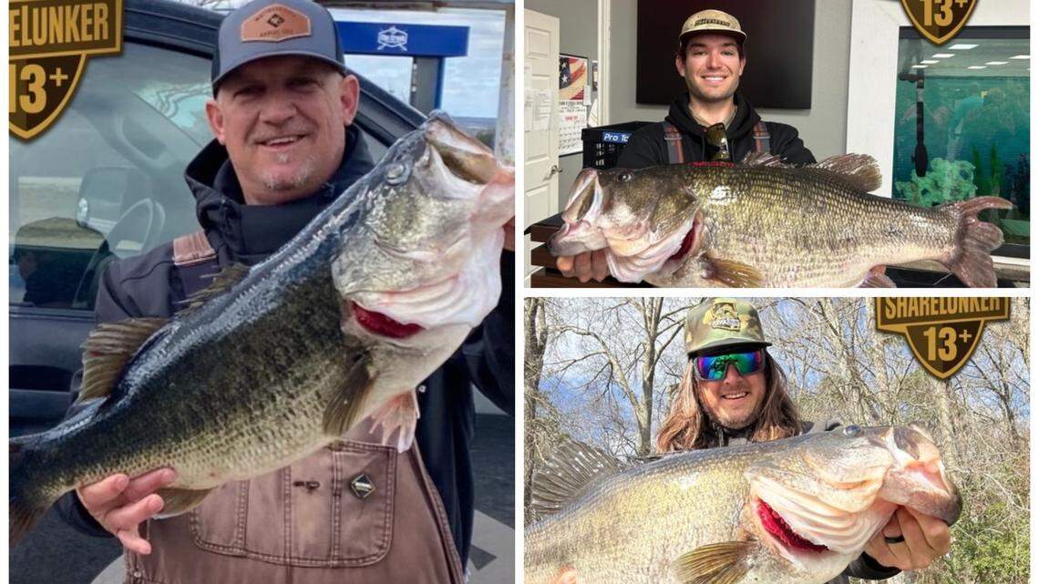 Three largemouth bass weighing over 13 pounds were caught on the same day at three different lakes in Texas, Texas Parks and Wildlife said.