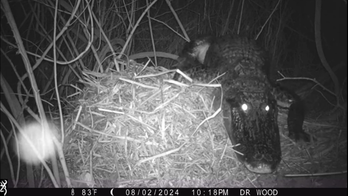 A mother alligator tried to protect her nest from a sneaky creature after her eggs, Texas video shows.
