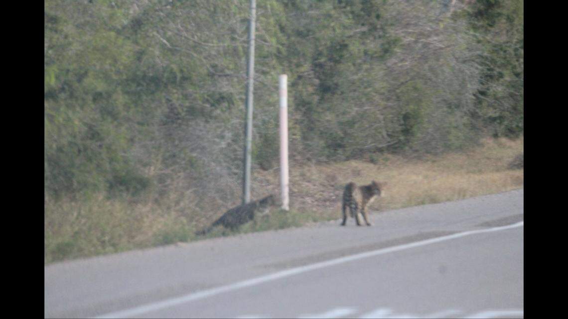 The mother ocelot appeared to cross the road to get her kitten to follow her to the other side.