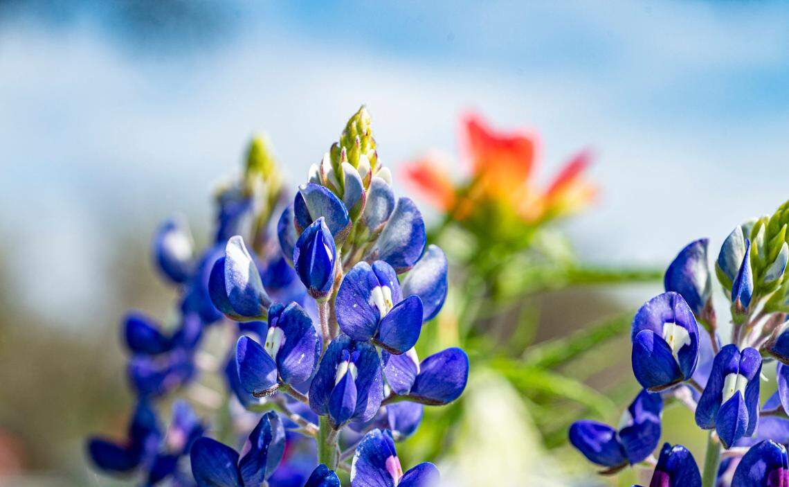 Blubonnet blooms on a field in Granbury, an hour drive from Fort Worth, soaking up the sun after the recent rains.